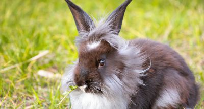 Study reveals rabbit breeds most at risk of tear duct inflammation